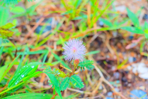 Roślin wrażliwych lub mimosa pudica kwiat różowy piękne — Zdjęcie stockowe