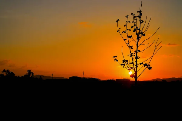 Silhouette arbre temps coucher de soleil dans beau ciel crépuscule temps — Photo