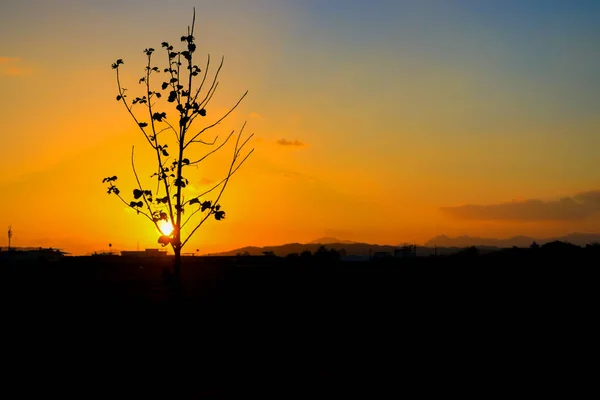 Sziluettjét fa idő naplemente gyönyörű ég Lentonen — Stock Fotó