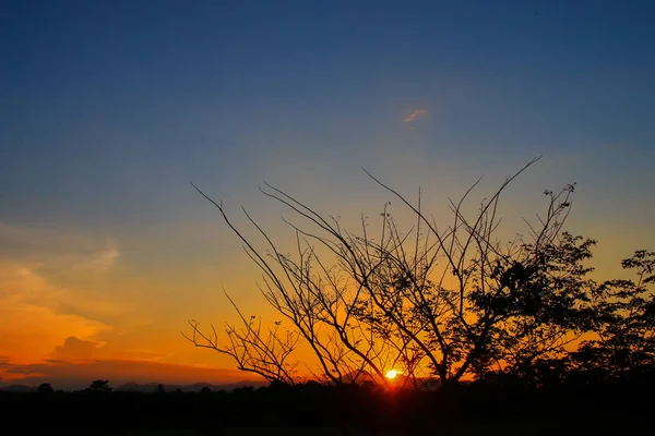 Σιλουέτα δέντρο ώρα ηλιοβασιλέματος στον όμορφο ουρανό Λυκόφως ώρα — Φωτογραφία Αρχείου