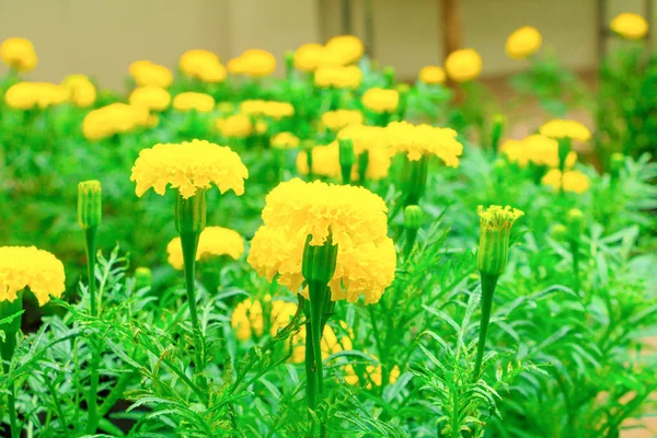 Piękne kwiaty marigold w ogrodzie — Zdjęcie stockowe
