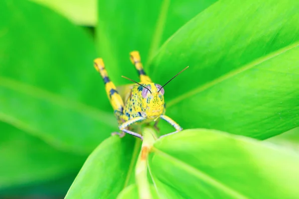 Grasshopper On the leaf select focus with shallow depth of field — Stock Photo, Image