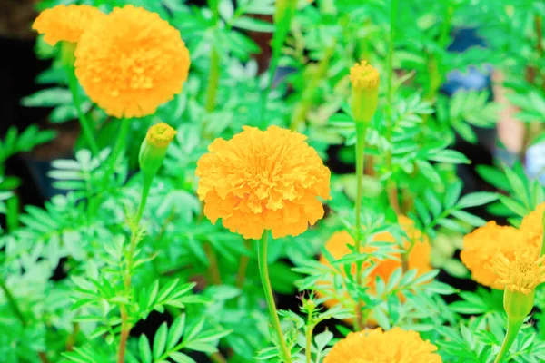 Hermosas flores de caléndula en el jardín — Foto de Stock