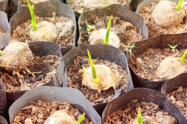 Siyah torba tohum büyüyen büyük küçük fide bitki palmiye