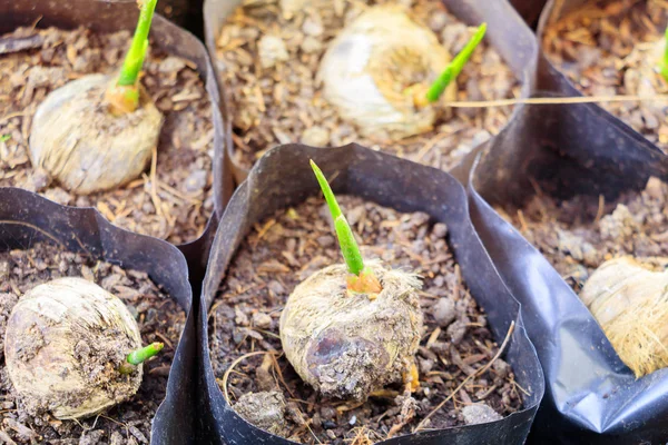 Gros plan palmier petite plante de semis dans un sac noir croissant à partir de graines — Photo