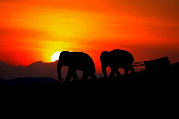 Silueta elefante manada animales fauna caminando en crepúsculo puesta del sol — Foto de Stock