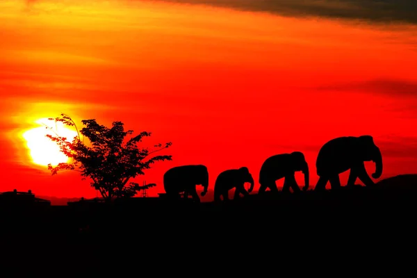 Silueta sloní rodiny stáda zvířat wildlife evakuovat, procházky v soumrak západu slunce — Stock fotografie