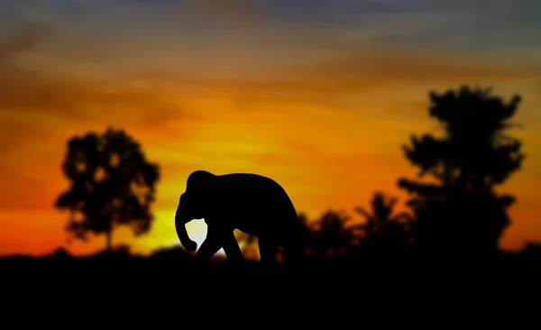 Animales elefantes silueta fauna caminando en crepúsculo puesta de sol — Foto de Stock