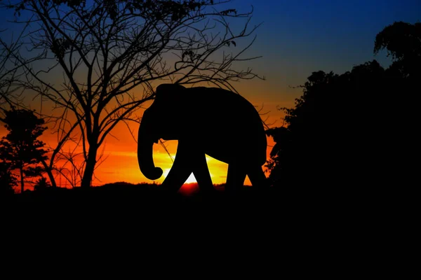 Siluet fil aile sürü hayvanları vahşi yaşam tahliye yürüyüş — Stok fotoğraf