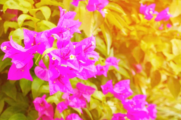 Fioletowy kwiat bugenwilli z zielonych liści piękne — Zdjęcie stockowe