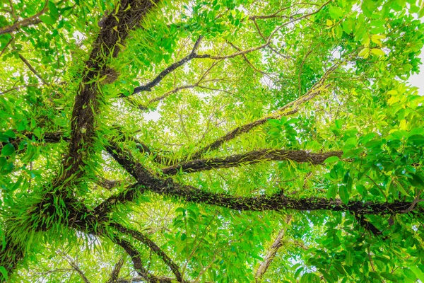 Ramo e folha de árvore bonita no fundo da floresta vista inferior — Fotografia de Stock
