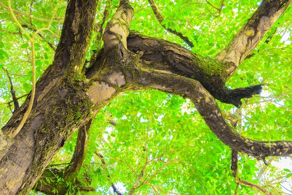 Ramo e folha de árvore bonita no fundo da floresta vista inferior — Fotografia de Stock