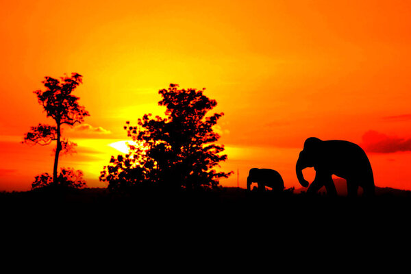 silhouette elephant battle and family herd animals wildlife evacuate walking