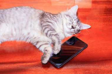 kedi çizgili beyaz - gri uyku. ahşap zemin üzerinde cep telefonu ile kullanıldıktan sonra