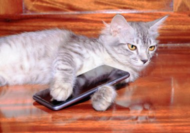 kedi çizgili beyaz-gri cep telefonu ile kullanılan ahşap zemin.