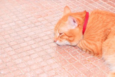yakın yukarı zencefil kedi dinlenmek güzel ve güzel yerde 