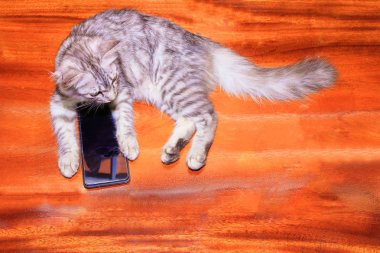 kedi çizgili beyaz-gri cep telefonu ile kullanılan ahşap zemin.