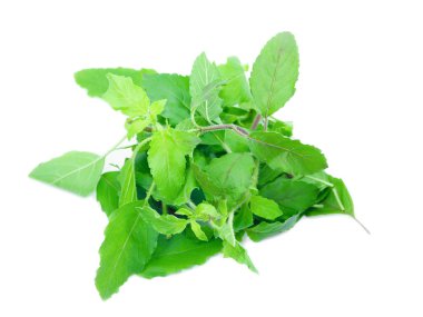  fesleğen beyaz arka planda ot yığını yaprakları (Ocimum fesleğen)