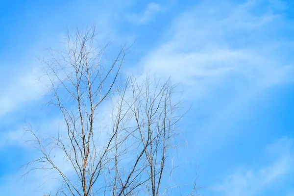 Torrt träd med blå himmel bakgrund med kopierings utrymme lägga till text — Stockfoto