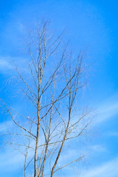 복사 공간이 있는 파란 하늘 배경의 마른 나무 텍스트 추가 — 스톡 사진