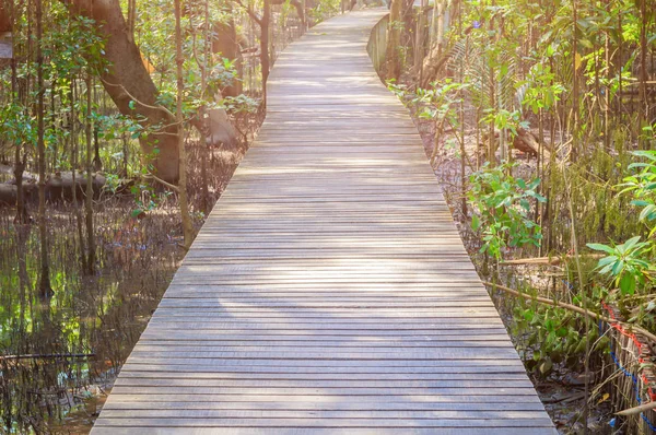 Ponte de madeira passarela no ambiente natural da floresta de mangue — Fotografia de Stock