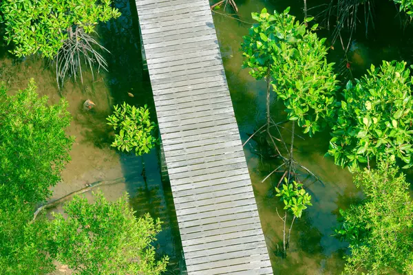 Gångväg träbro i naturliga man Grove skog miljö — Stockfoto