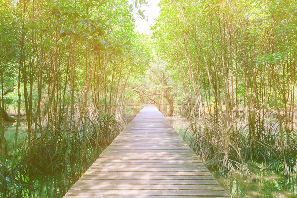 Ponte de madeira passarela no ambiente natural da floresta de mangue — Fotografia de Stock