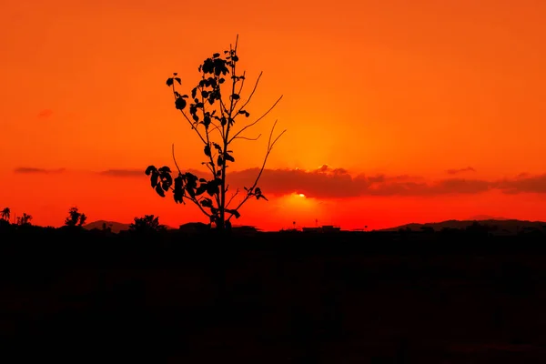 Silueta árbol tiempo puesta del sol en el hermoso cielo crepúsculo tiempo — Foto de Stock