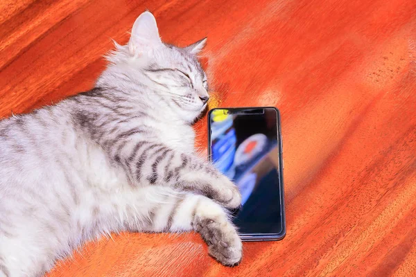 Chat rayé blanc - sommeil gris. après utilisation avec téléphone portable Sur le sol en bois — Photo