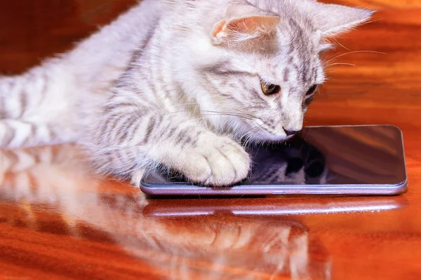 Γάτα ριγέ λευκό-γκρι που χρησιμοποιείται με το κινητό τηλέφωνο σε ξύλινο πάτωμα. — Φωτογραφία Αρχείου