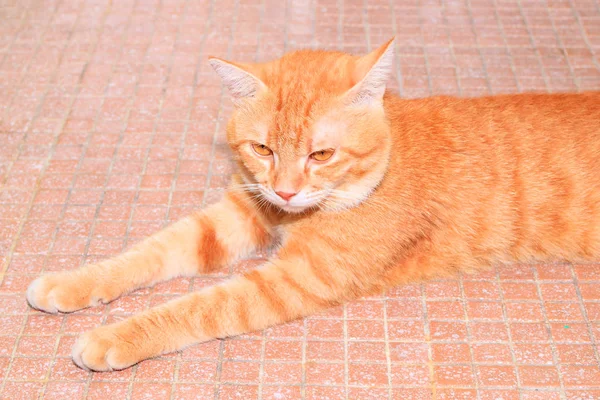 Close up ginger cat relax beautiful and lovely No chão — Fotografia de Stock