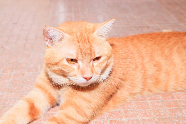 Close up ginger cat relax beautiful and lovely On floor — Stok Foto