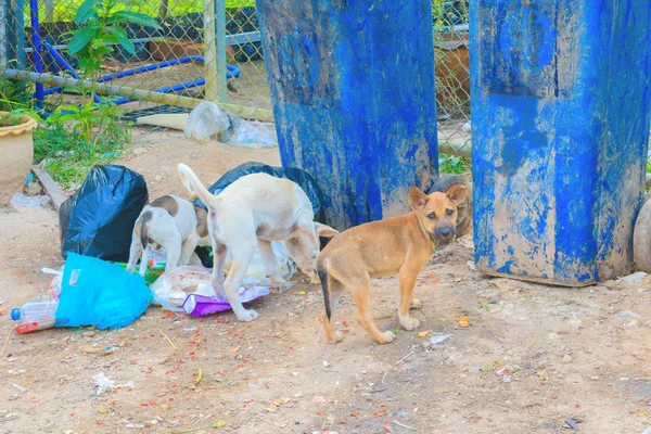 Куча мусора черный пакет пластиковый придорожный и собака три грабли найти пищу — стоковое фото