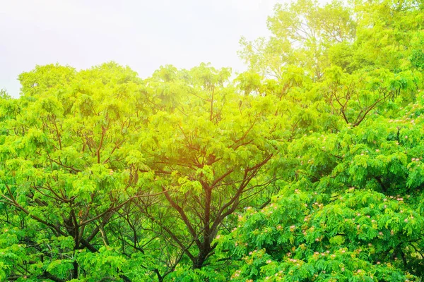 Verde árvore e folha ambiente bonito na floresta — Fotografia de Stock