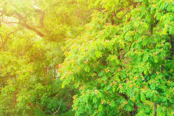 Albero verde e ambiente fogliare bello nel paesaggio forestale — Foto Stock