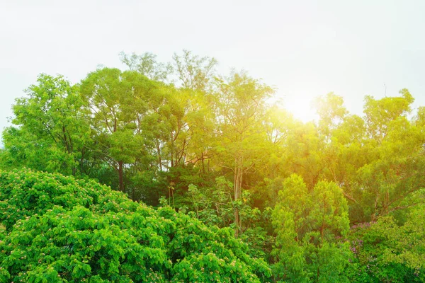 Зеленые деревья и листья окружающей среды красивые в лесном ландшафте — стоковое фото