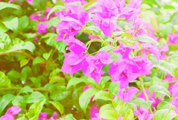 Bougainvillea bloem paars met prachtige groene bladeren — Stockfoto