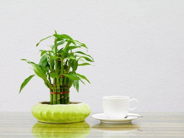 kahve fincanı beyaz ve bambu ağacı demlik cam masa ahşap ve çimento duvar arka plan