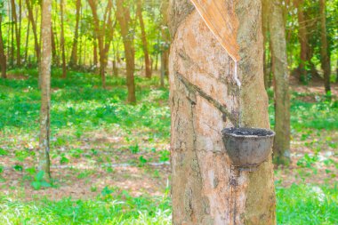 Kase ve kauçuk ağaç bahçesinde lateks kapatın 