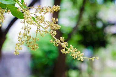 Yakın tarım bahçesinde ağaç üzerinde mango çiçek çiçeği ve kırmızı karınca kadar