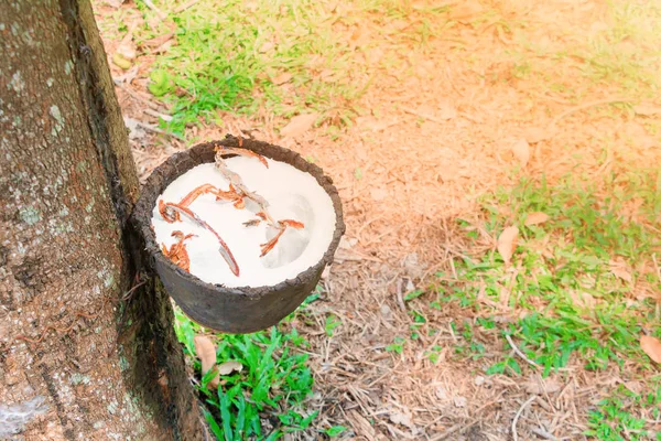 Cerrar el látex en el cuenco y el jardín del árbol de goma — Foto de Stock