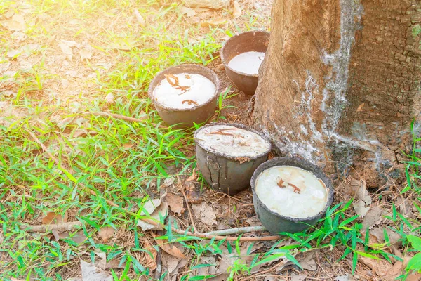 Nahaufnahme Latex in Schale und Gummibaumgarten — Stockfoto