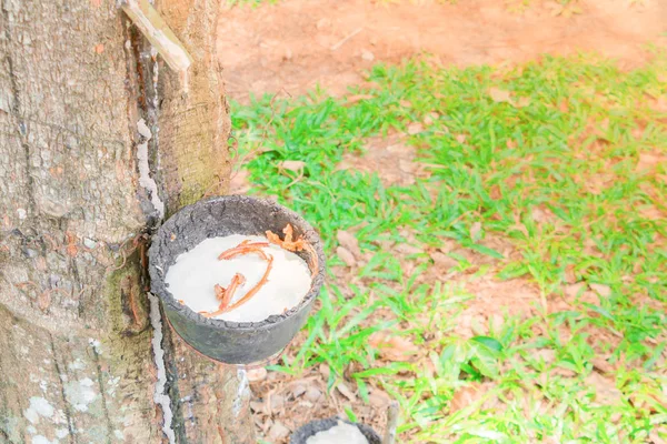 Cerrar el látex en el cuenco y el jardín del árbol de goma — Foto de Stock