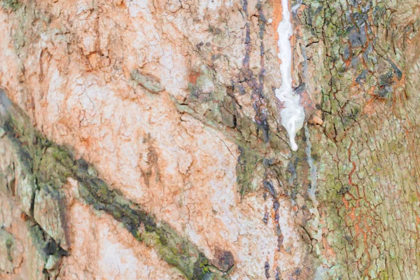 Close-up latex in trunk rubberboom — Stockfoto