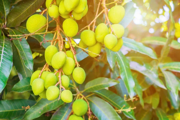 Mango grupo Seleccione el enfoque con poca profundidad de campo — Foto de Stock