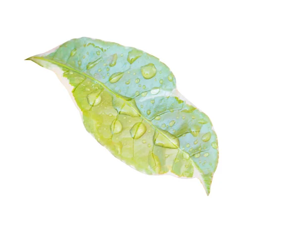 Крапля води на зеленому листі ізольована на білому тлі — стокове фото