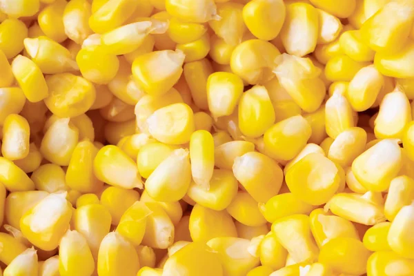 Kukuřičná žlutá textura pro pozadí — Stock fotografie