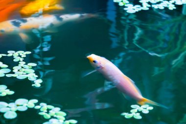  balık japon Koi veya Sazan Su altında yüzer hareket