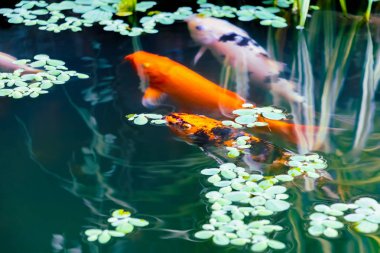  balık japon Koi veya Sazan Su altında yüzer hareket