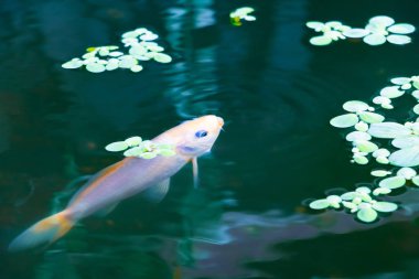  balık japon Koi veya Sazan Su altında yüzer hareket